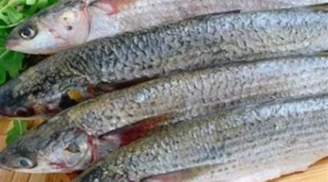 مكونات الملح الخشن والكركم والشطة لضبط مذاق الفسيخ المصري في المنزل